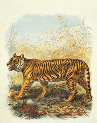 Tigers1