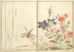 Ehon mushi erami [Picture Book of Selected Insects]